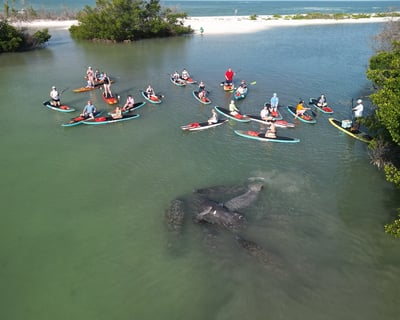 2-Hour Dolphin & Manatee Paddleboard Tour in New Smyrna Beach
