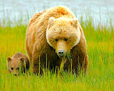 Bear Viewing Flight Tour to Lake Clark National Park