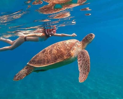 Oahu Turtle Snorkel & 20ft Jump Platform