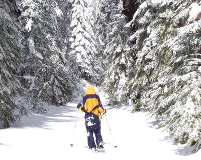 Guided Giant Sequoia Snowshoe Hike in Yosemite