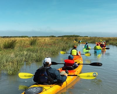 Guided Birding Kayak Tour of Mad River Slough