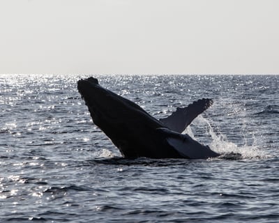 Honolulu Seasonal Whale Watching Cruise