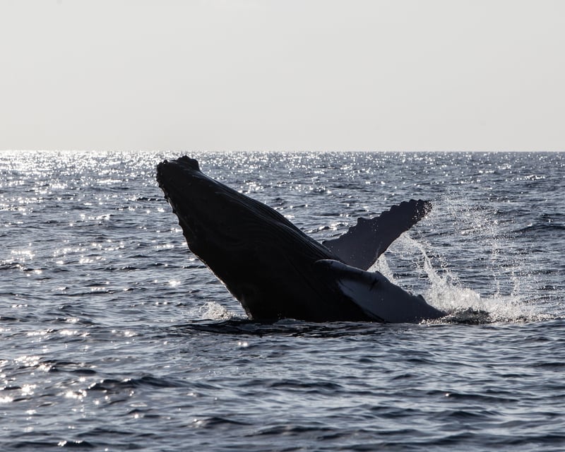 Honolulu Seasonal Whale Watching Cruise