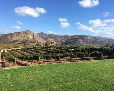 Tour San Diego Vineyards With Guided Wine Tastings