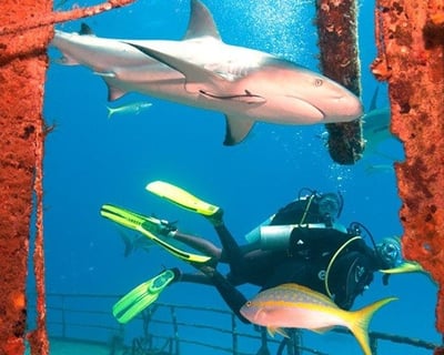 Shark Conservation Specialty Course in Miami