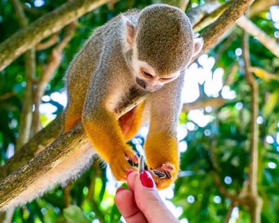 Monkeyland & Plantation Safari Tour in Punta Cana
