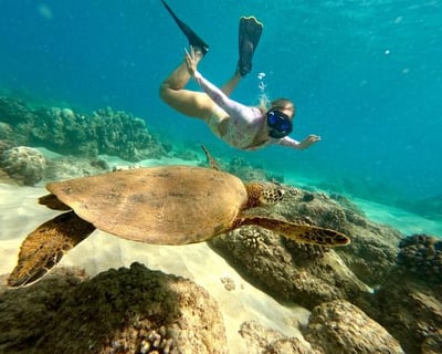 Sea Turtle & Black Sand Beach Snorkel in Hilo