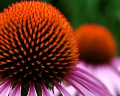 Littleton Herbalism Class