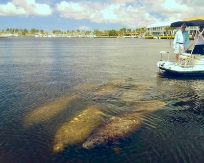 90-Minute Covered Manatee & Everglades Cruise