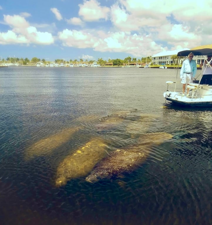 90-Minute Covered Manatee & Everglades Cruise