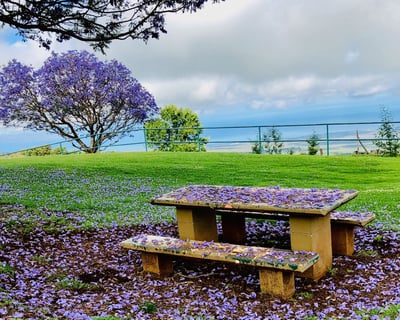 8-Hour Guided Haleakalā & Upcountry Maui Tour