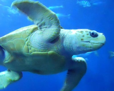Cruise Charleston Harbor & Visit South Carolina Aquarium