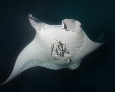Manta Diving at Catalina Islands