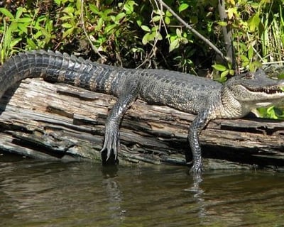 Jean Lafitte Pontoon Swamp Tour