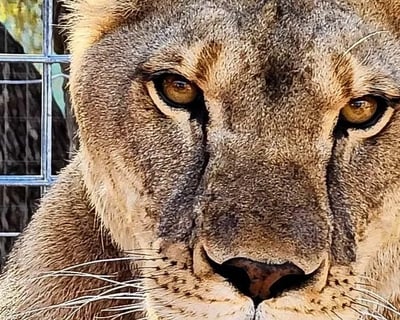 Zookeeper Experience in Mountain Home