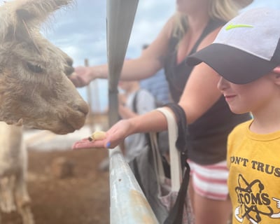 Maui Dragon Fruit Farm Alpaca Tour