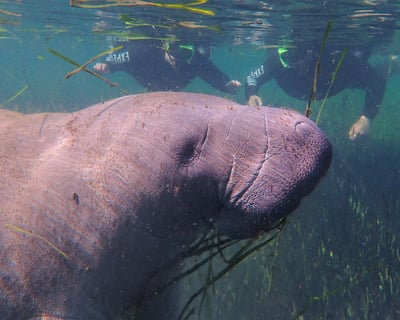 3-Hour Manatee Swim Tour in Crystal River