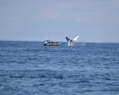 4-Hour Whale Watching Cruise in Kennebunk
