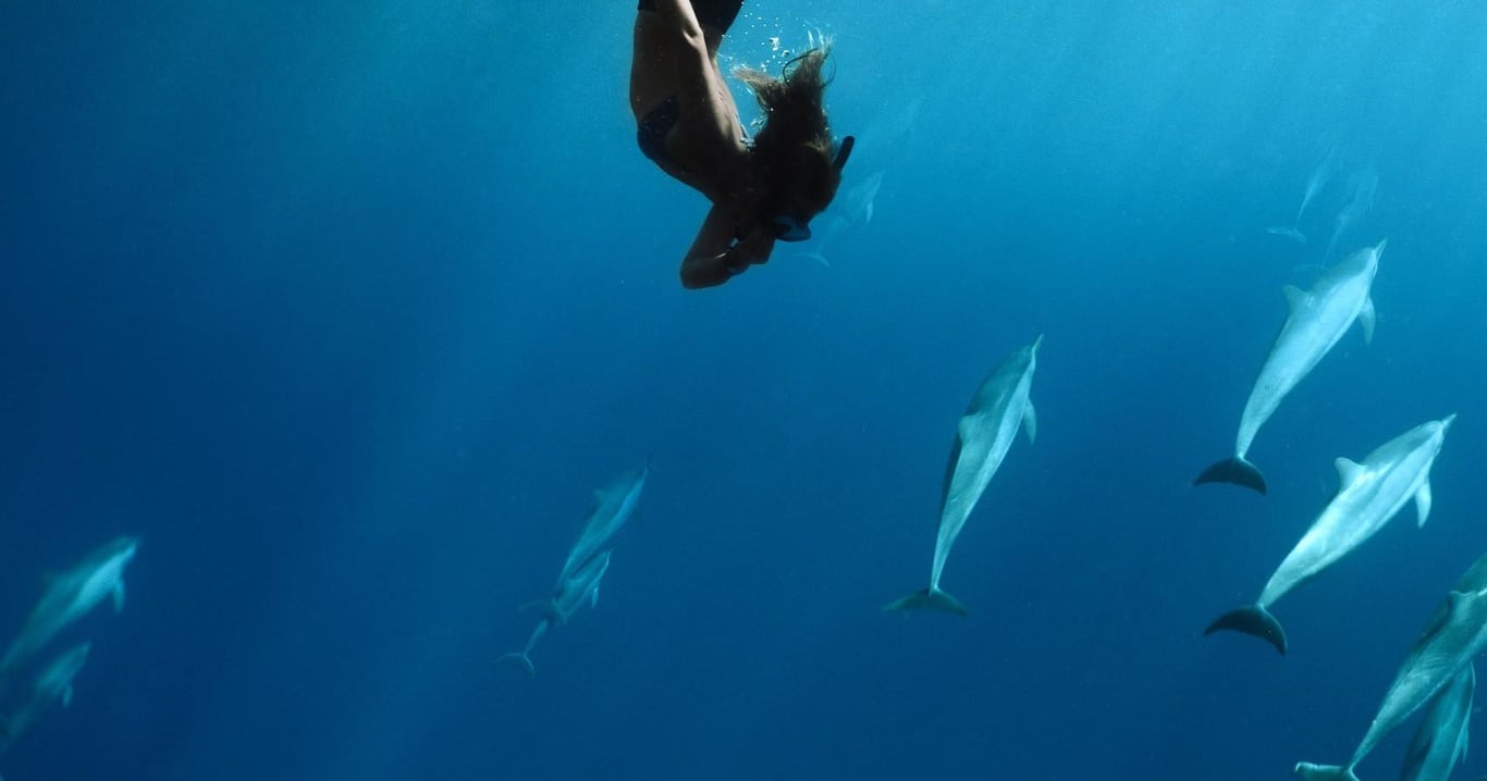 Lanai Snorkeling & Dolphin Search from Lahaina