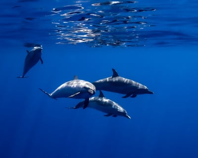 Oahu Catamaran Dolphin Swim & Snorkel Tour