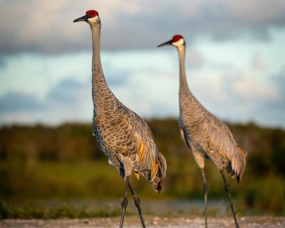 Motorized Sandhill Crane Tour From Bisbee