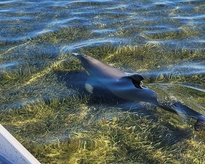 Homosassa Gulf Airboat Tour