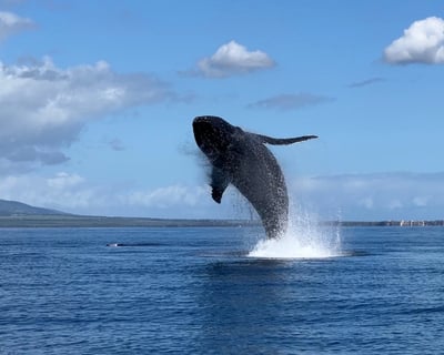 Kihei Humpback Whale Watching Cruise