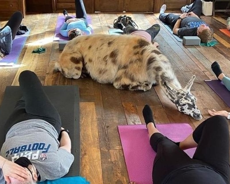 Llama & Alpaca Yoga on an Atlanta Urban Farm