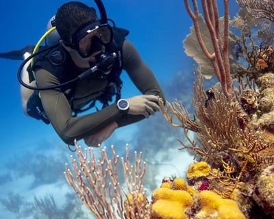 Guided 2-Tank Reef Dive in Key West