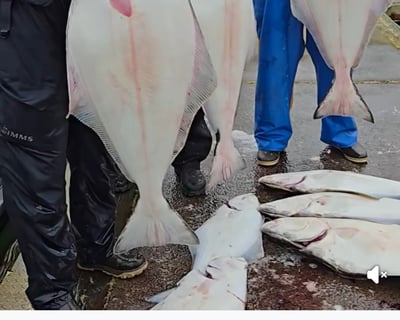 12-Hour Halibut & Tuna Fishing Charter, Coos Bay