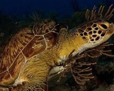 2-Tank Reef Dive Charter in Riviera Beach