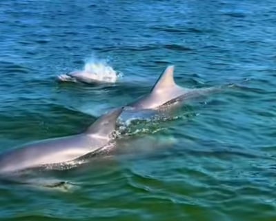 Destin Harbor Dolphin Cruise