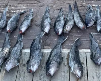 Full-Day Nearshore Bottom Fishing Charter in Lewes