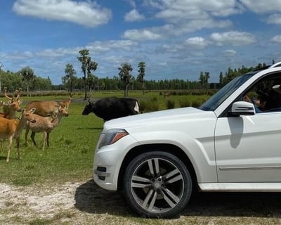 Guided Drive-Thru Safari Tour in Lakeland