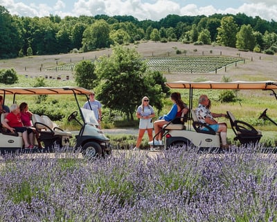 Guided Lavender Farm Tour in Boyne City