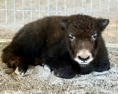 Baby Yak Bottle Feeding Experience in Sweetwater