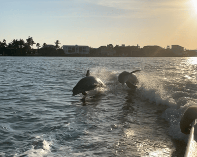 Fort Myers Beach Wildlife Boat Tour for 6