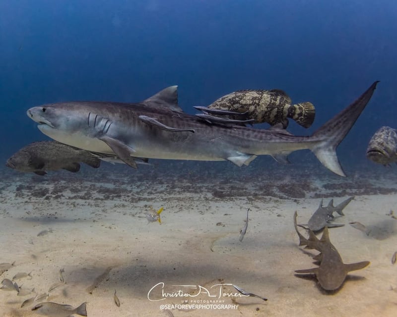 3-Tank Shark Drift Dive Off Jupiter, Florida