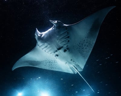 Kohala Coast Manta Ray Night Snorkel