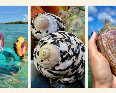 6-Hour Florida Keys Shelling & Snorkeling Tour