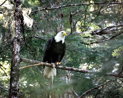 Sitka Bears, Raptors & Totems Guided Tour