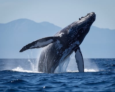 Molokini Crater Snorkel with Bonus Whale Watch