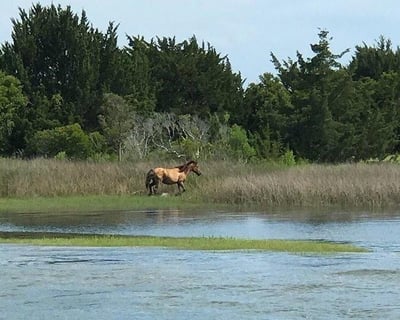 Wild Horse & Dolphin Cruise in Beaufort