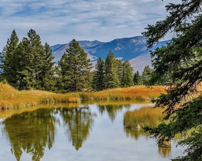 Yellowstone 8-Hour Guided Tour & Hike