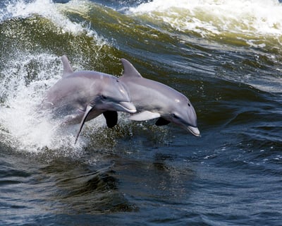 Dolphin Sightseeing Cruise in Cocoa Beach