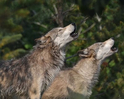 Yellowstone 5-Hour Wildlife Tour