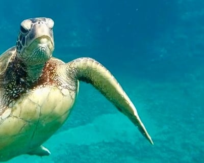 Oahu Guided Turtle Snorkel Tour