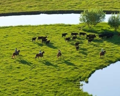 Move Cattle on Horseback Like a Real Ranch Hand