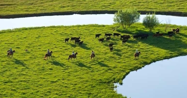Move Cattle on Horseback Like a Real Ranch Hand