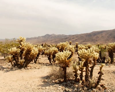 Joshua Tree Full-Day Private Guided Hike